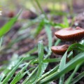 Extrait image Mains dans la Terre, Les - Naissance d'un écovillage