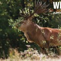 Extrait image Wilding - Le Retour à la Nature