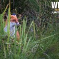 Extrait image Wilding - Le Retour à la Nature