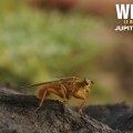 Extrait image Wilding - Le Retour à la Nature