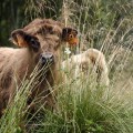 Extrait image Tandem Local