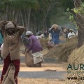Extrait image Auroville, Vers une Écologie Spirituelle