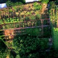 Extrait image Potager de mon Grand-Père, Le