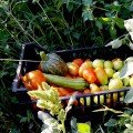 Extrait image Potager de mon Grand-Père, Le