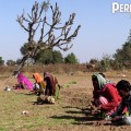 Extrait image Permaculture, La Voie de l'Autonomie