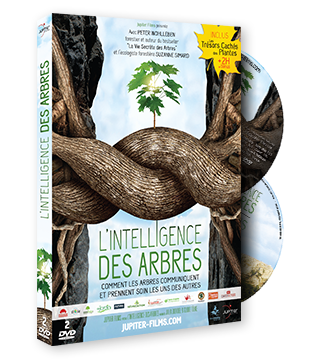 L'Intelligence des Arbres